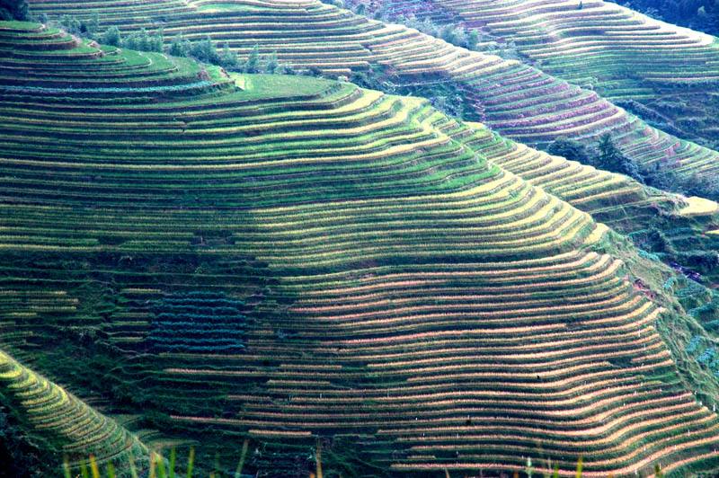 2020年清远成人高考怎么申请学位证书?(图1) 2020年清远成人高考怎么申请学位证书?